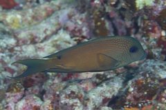 Ctenochaetus binotatus