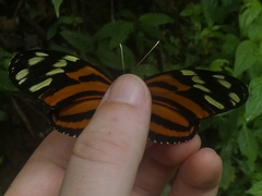 Heliconius ismenius