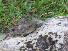 Peromyscus difficilis