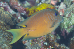 Ctenochaetus binotatus