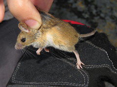 Reithrodontomys fulvescens