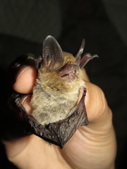 Myotis auriculus