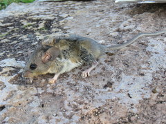 Peromyscus difficilis