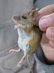 Reithrodontomys fulvescens
