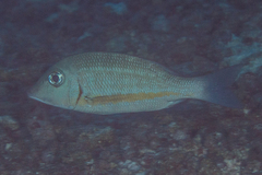 Lethrinus obsoletus