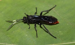 Protichneumon grandis