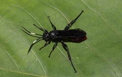 Protichneumon grandis