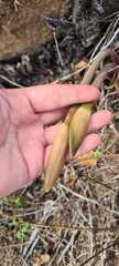 Hippeastrum stylosum