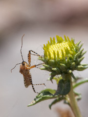 Cosmoclopius nigroannulatus