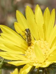 Agrilus albomaculifer