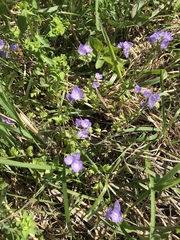 Nemophila phacelioides