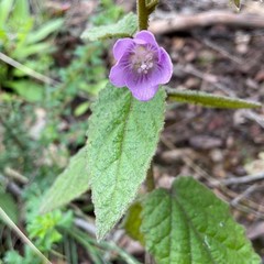 Howittia trilocularis