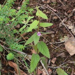 Howittia trilocularis