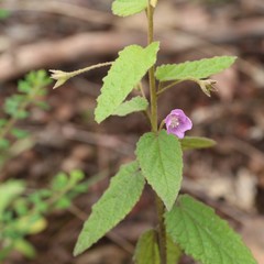 Howittia trilocularis