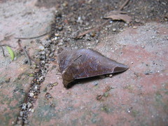 Pindara illibata