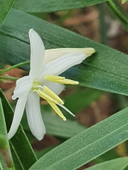 Geitonoplesium cymosum