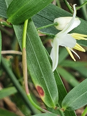 Geitonoplesium cymosum