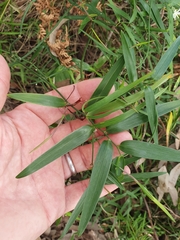 Geitonoplesium cymosum