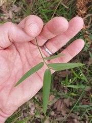 Geitonoplesium cymosum