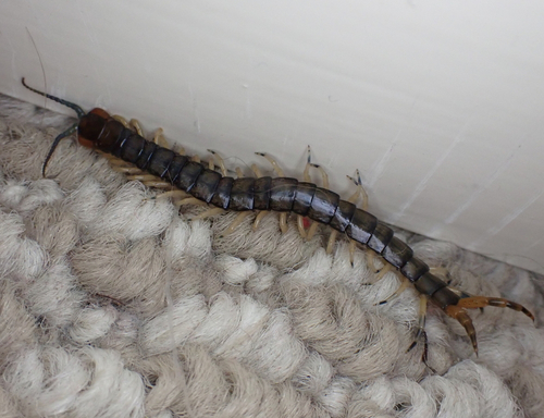 Eastern Bark Centipede photo 4