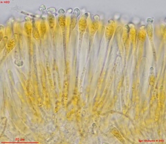 Orbilia xanthoguttulata