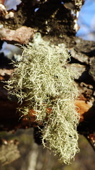 Usnea