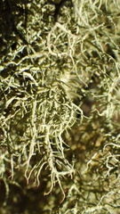 Usnea