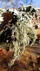Usnea
