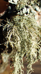 Usnea