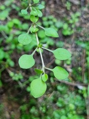 Coprosma crassifolia