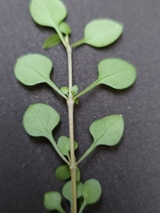 Coprosma crassifolia