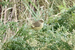 Setophaga palmarum