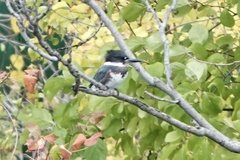 Megaceryle alcyon
