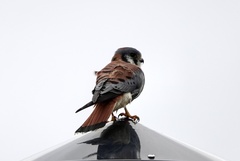 Falco sparverius