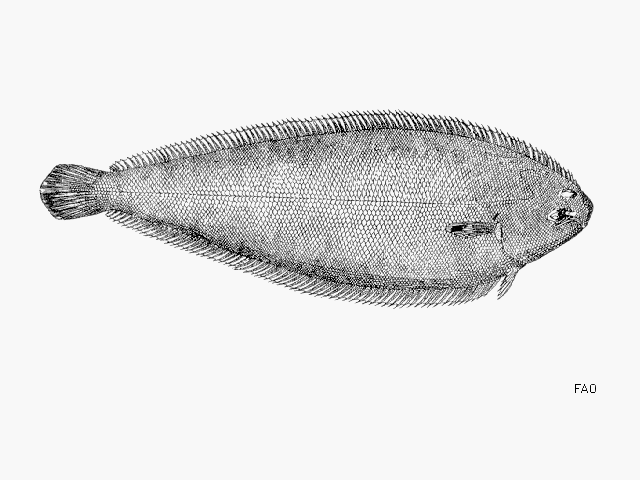 Wedge Sole