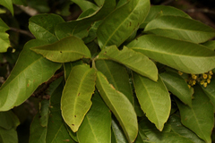 Alectryon subcinereus