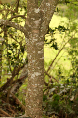 Alectryon subcinereus