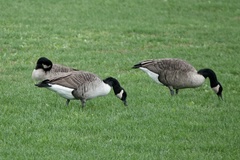 Branta canadensis