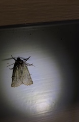 Declana
