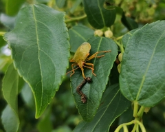 Brontocoris nigrolimbatus