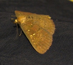 Sarobides inconclusa