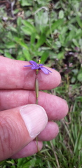 Sisyrinchium chilense
