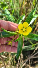 Ludwigia peploides montevidensis