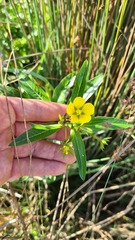 Ludwigia peploides montevidensis