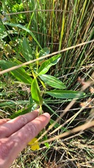 Ludwigia peploides montevidensis