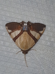 Eulepidotis julianata