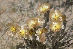 Pterocactus tuberosus