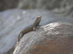 Sceloporus gadoviae