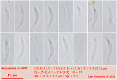 Orbilia xanthoguttulata