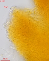 Orbilia xanthoguttulata